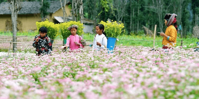 Kinh nghiệm du lịch Hà Giang tự túc Các tháng đẹp nhất