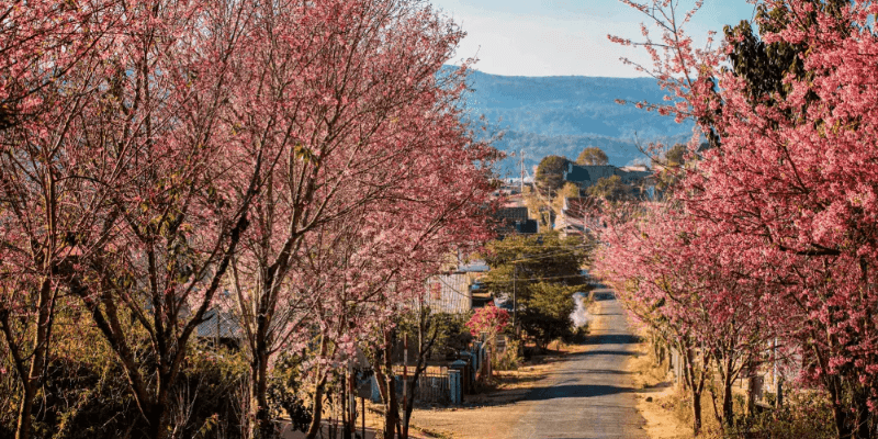 Lưu trú tại Đà Lạt giá rẻ mà vẫn đẹp